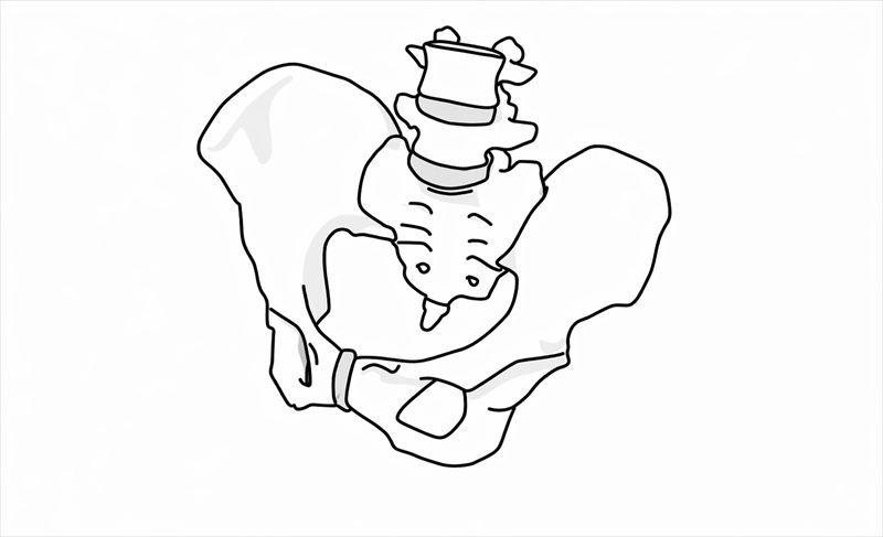 2. 骨盤矯正の重要性